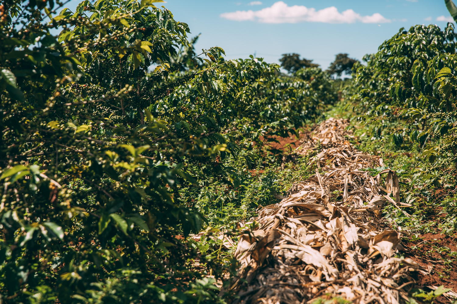 Coverf crops mitigate the impact of climate change on coffee