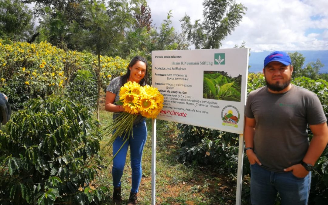 Sunflowers as Climate-Smart Agricultural Practice