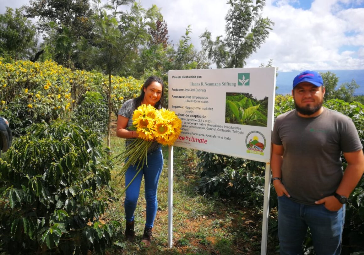 Sunflowers as Climate-Smart Agricultural Practice