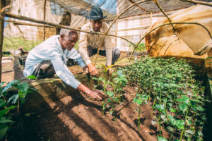 Farmers checking on their coffee plants