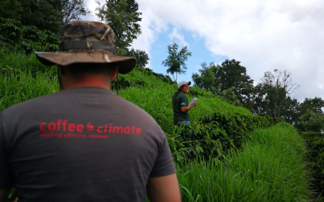 Brewing up Climate Resilience in the Coffee Sector