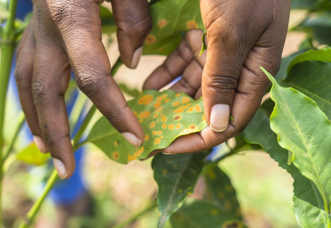 Climate Change Effects on Coffee