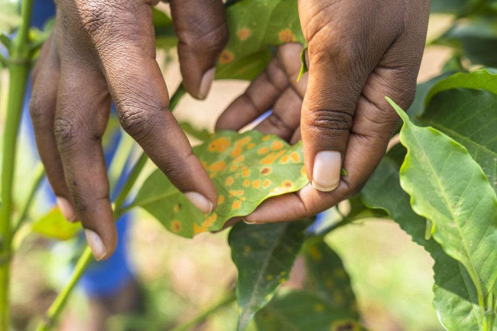 Climate Change Effects on Coffee initiative for coffee&climate