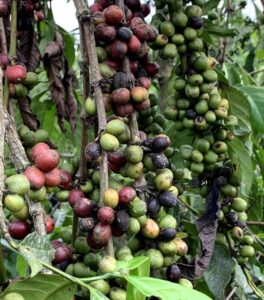 climate impacts coffee bean