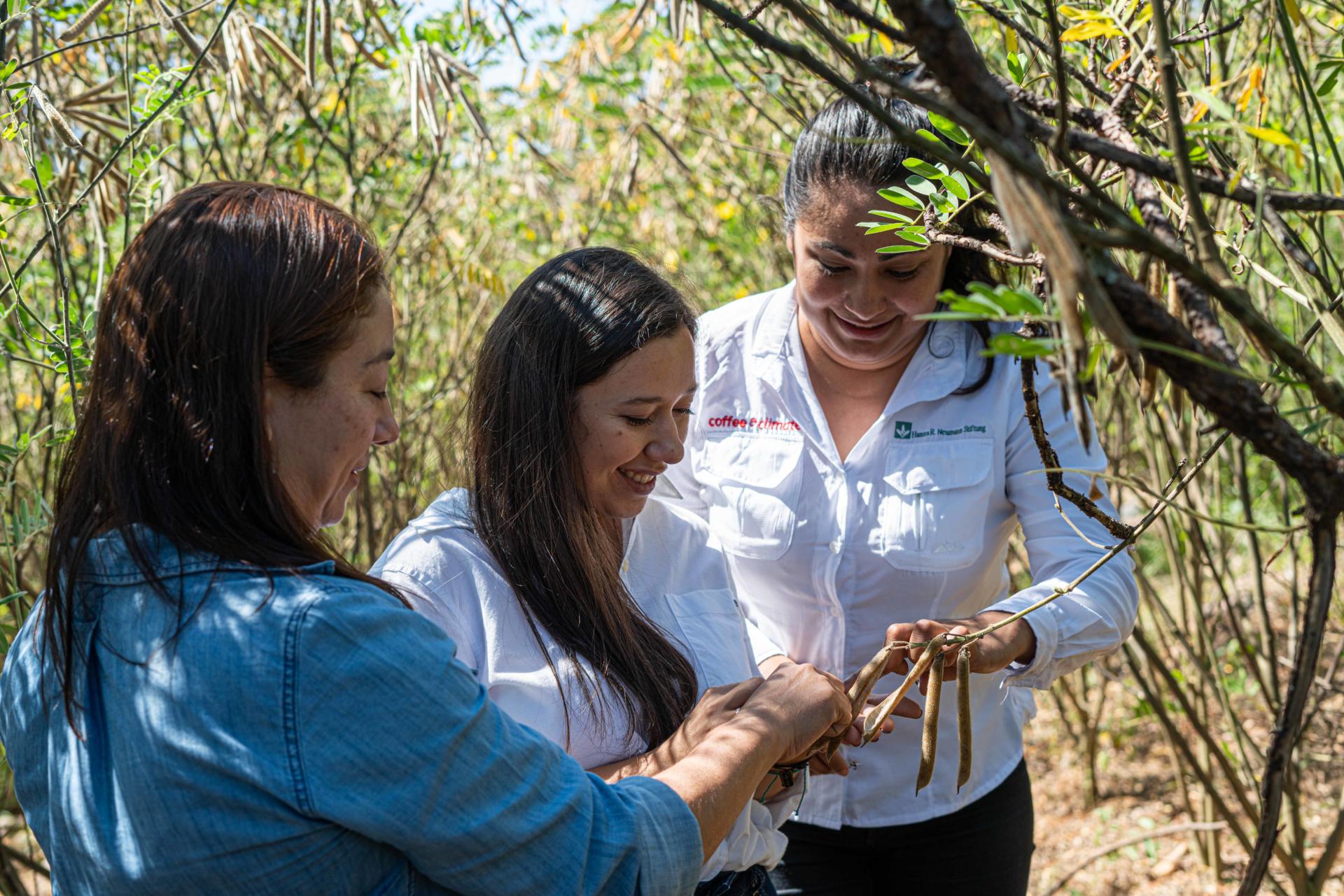 Dulce and other women in the coffee field