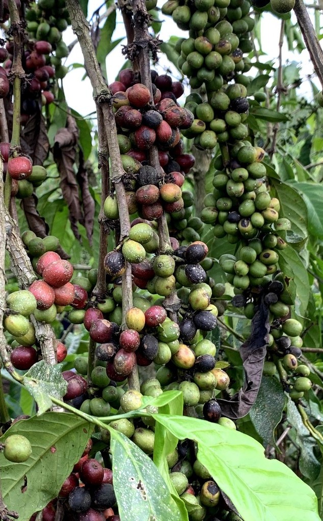 coffee beans affected by climate change in Uganda