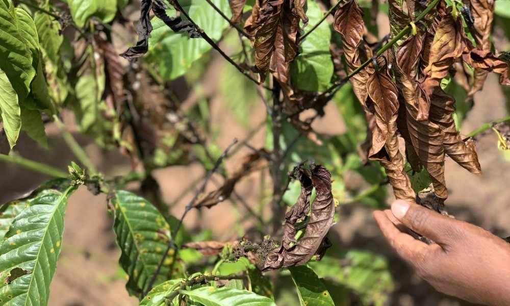 brown coffee leafs affected by climate change