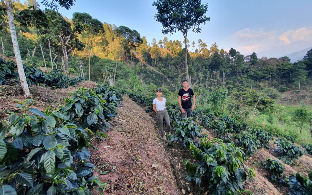 Farmers standing between coffee rows