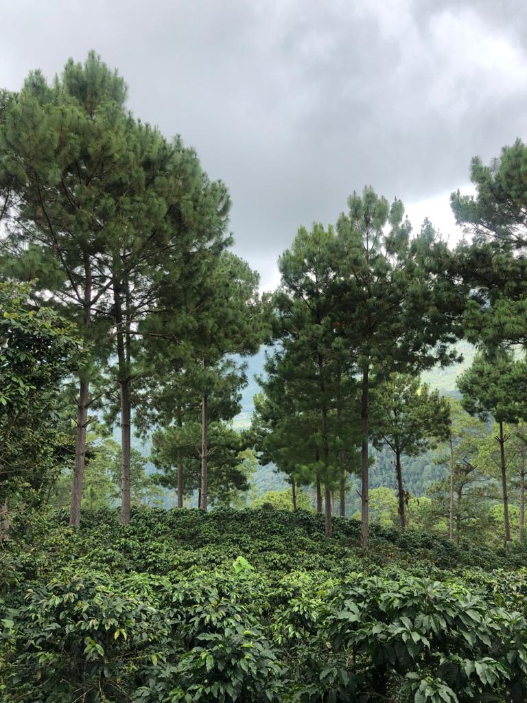 Shade trees next to coffee plot