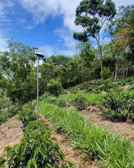 coffee beans affected by climate change in Uganda