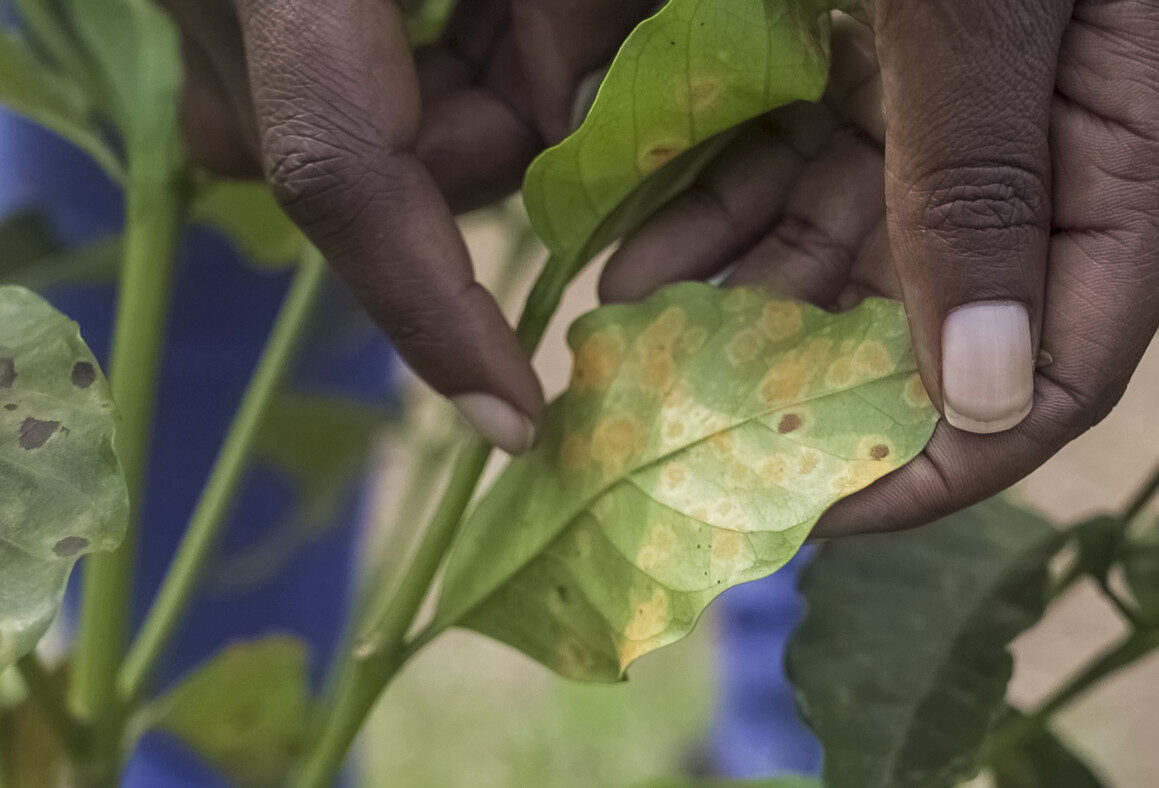 What you always wanted to know about coffee and climate change