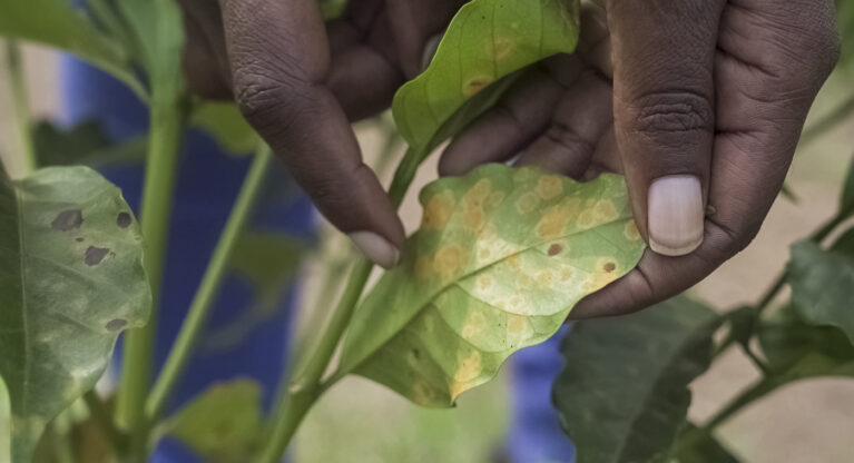 What you always wanted to know about coffee and climate change Thumbnail