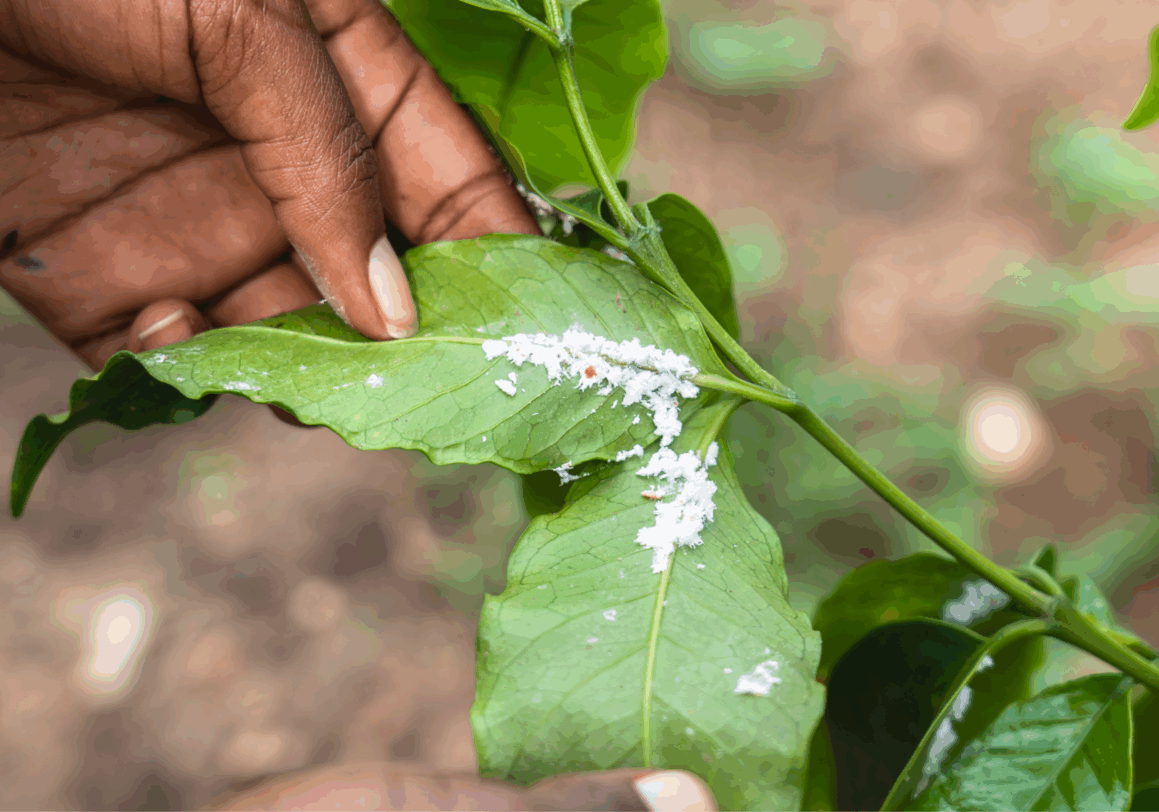 Dear coffee sector, we need to talk about agrochemicals