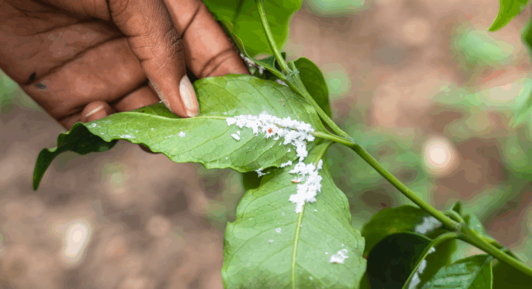 Dear coffee sector, we need to talk about agrochemicals Thumbnail