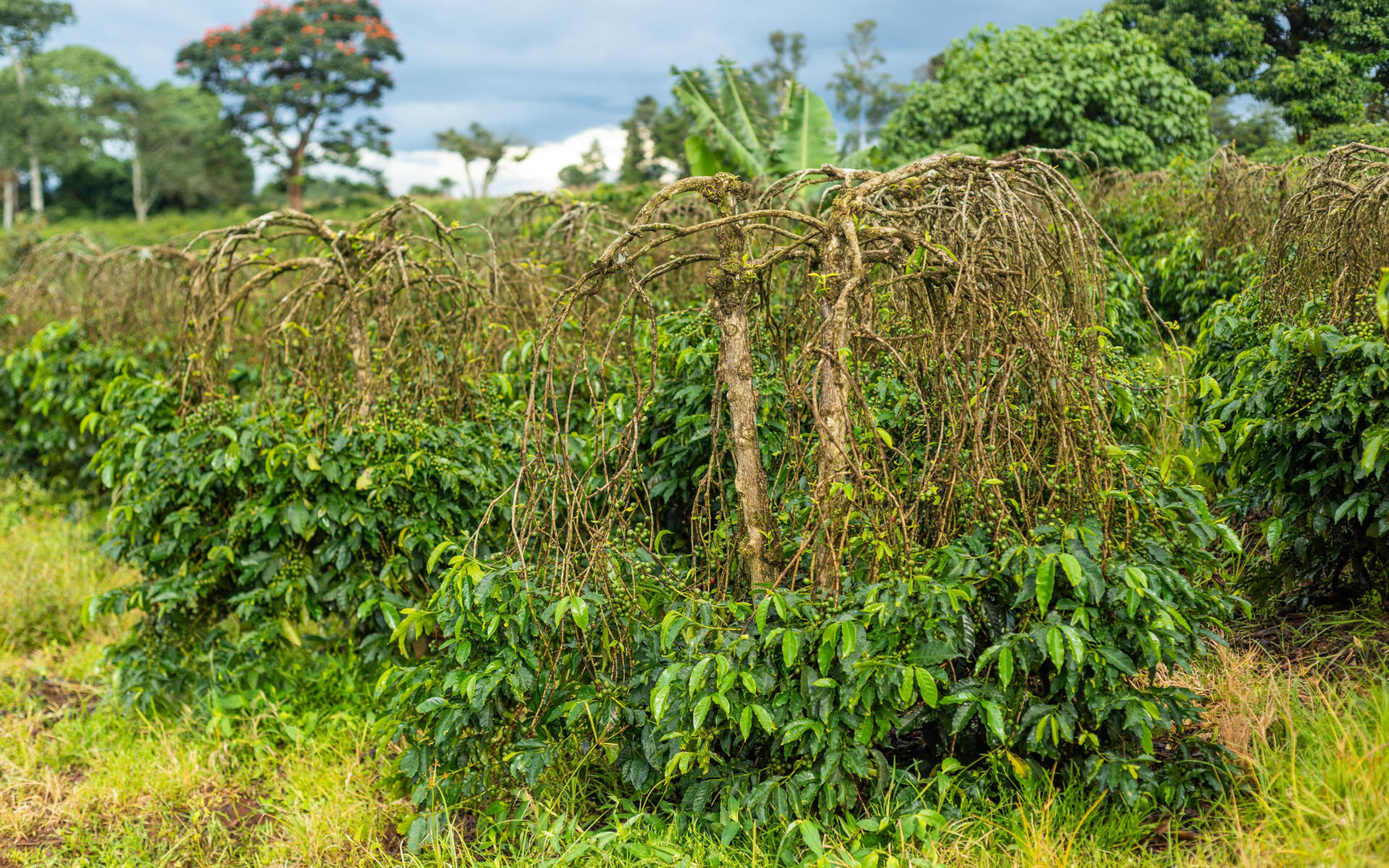 Old coffee trees yield less coffee fruit