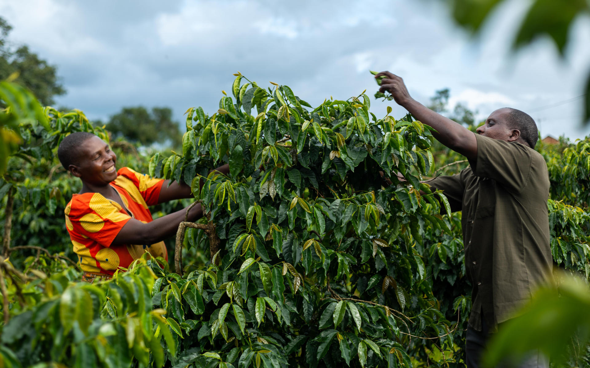 Improved coffee variety 