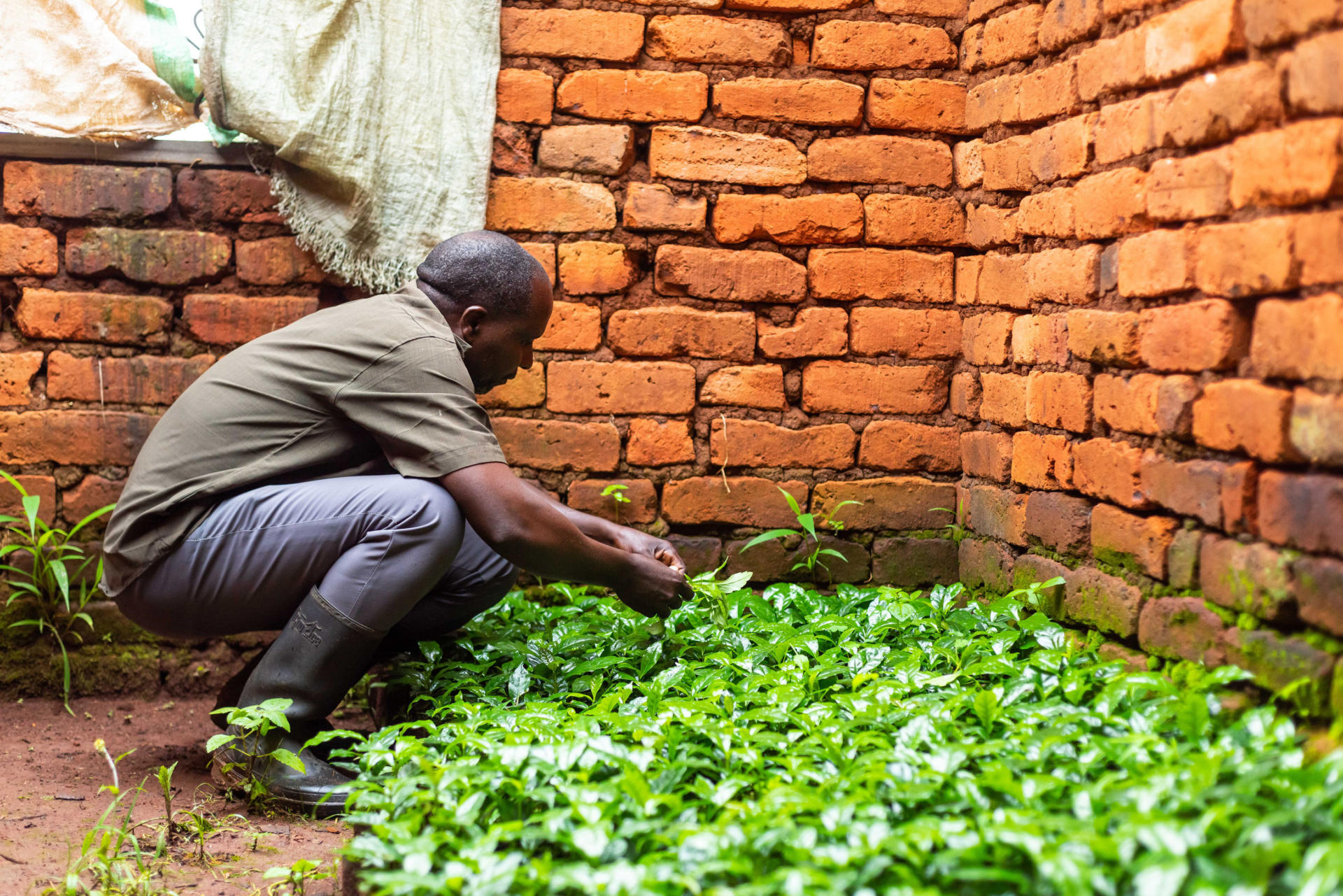 coffee nursery of improved coffee varieties