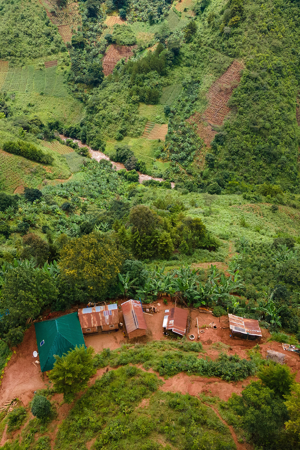 coffee nursery of improved coffee varieties