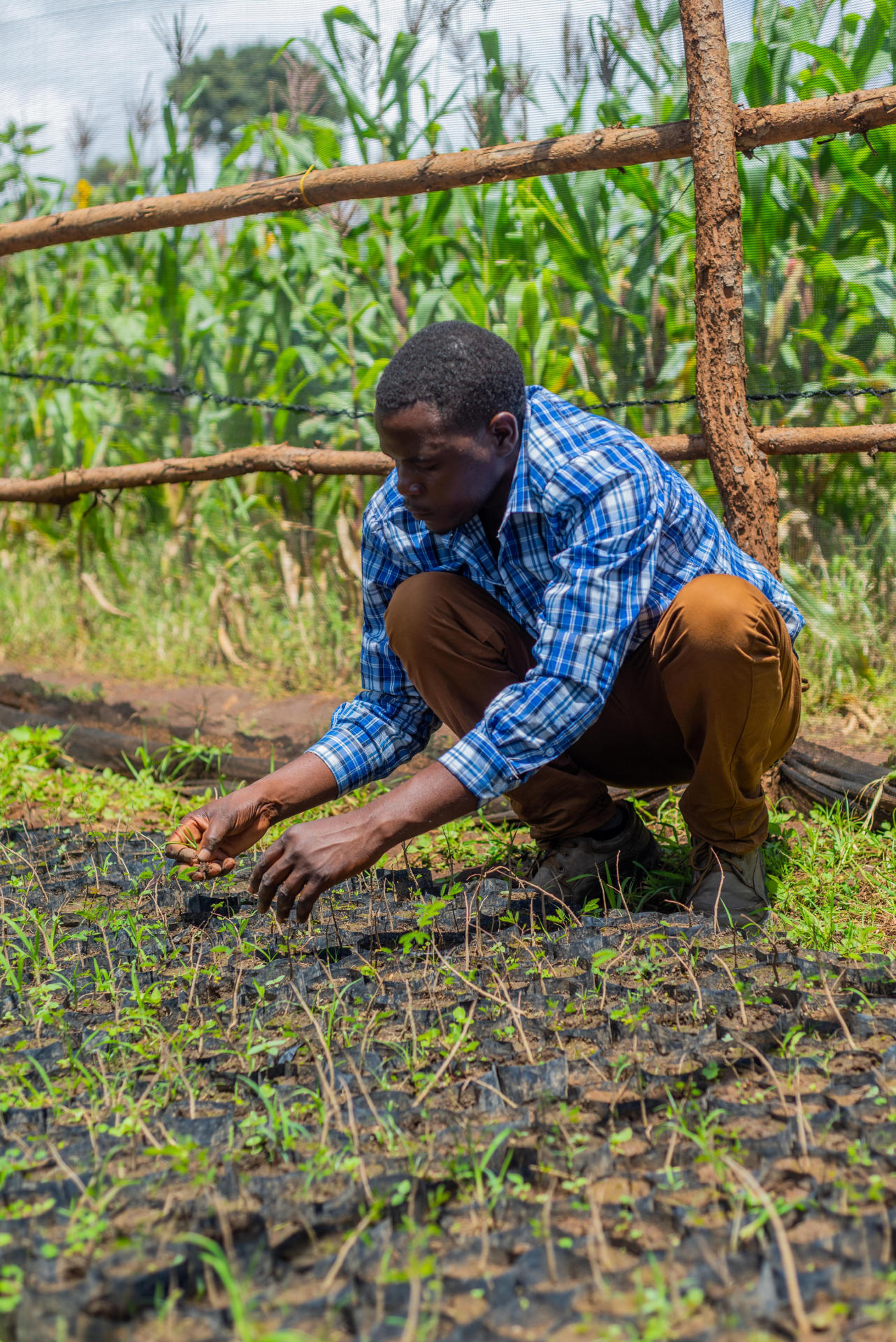 coffee nursery of improved coffee varieties