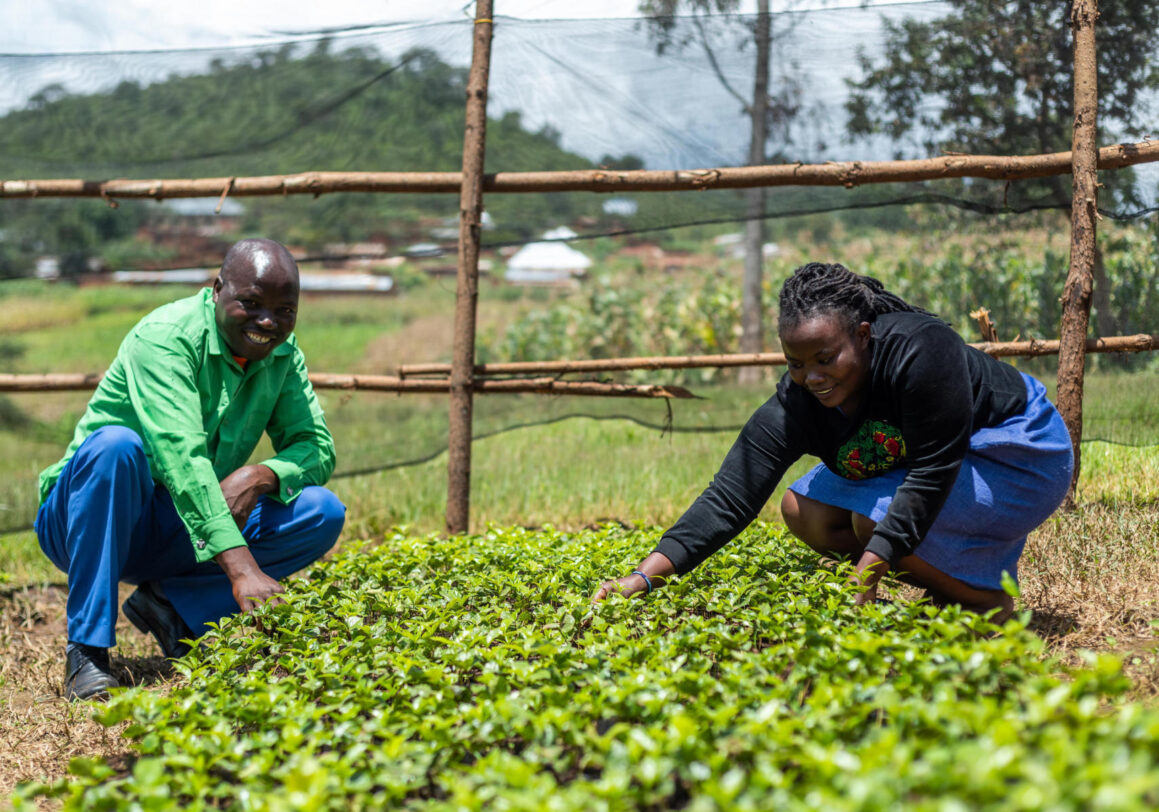 How Agroforestry Helps Farmers and Mitigates Climate Change