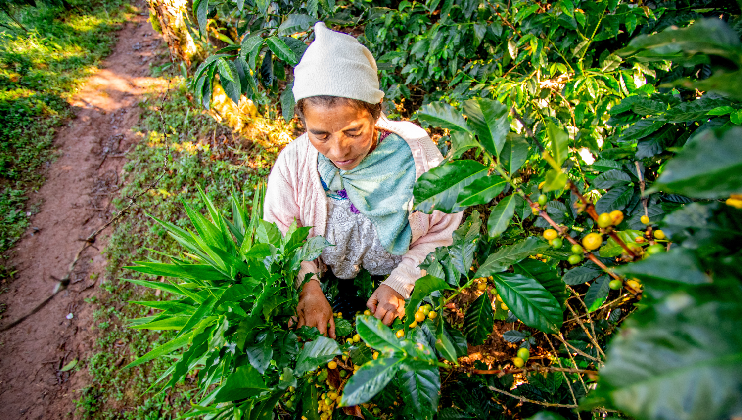 Awareness Month Coffee Harvest Guatemala