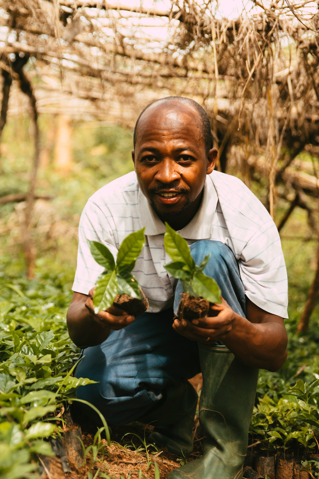 Tanzania Coffee Seedlings