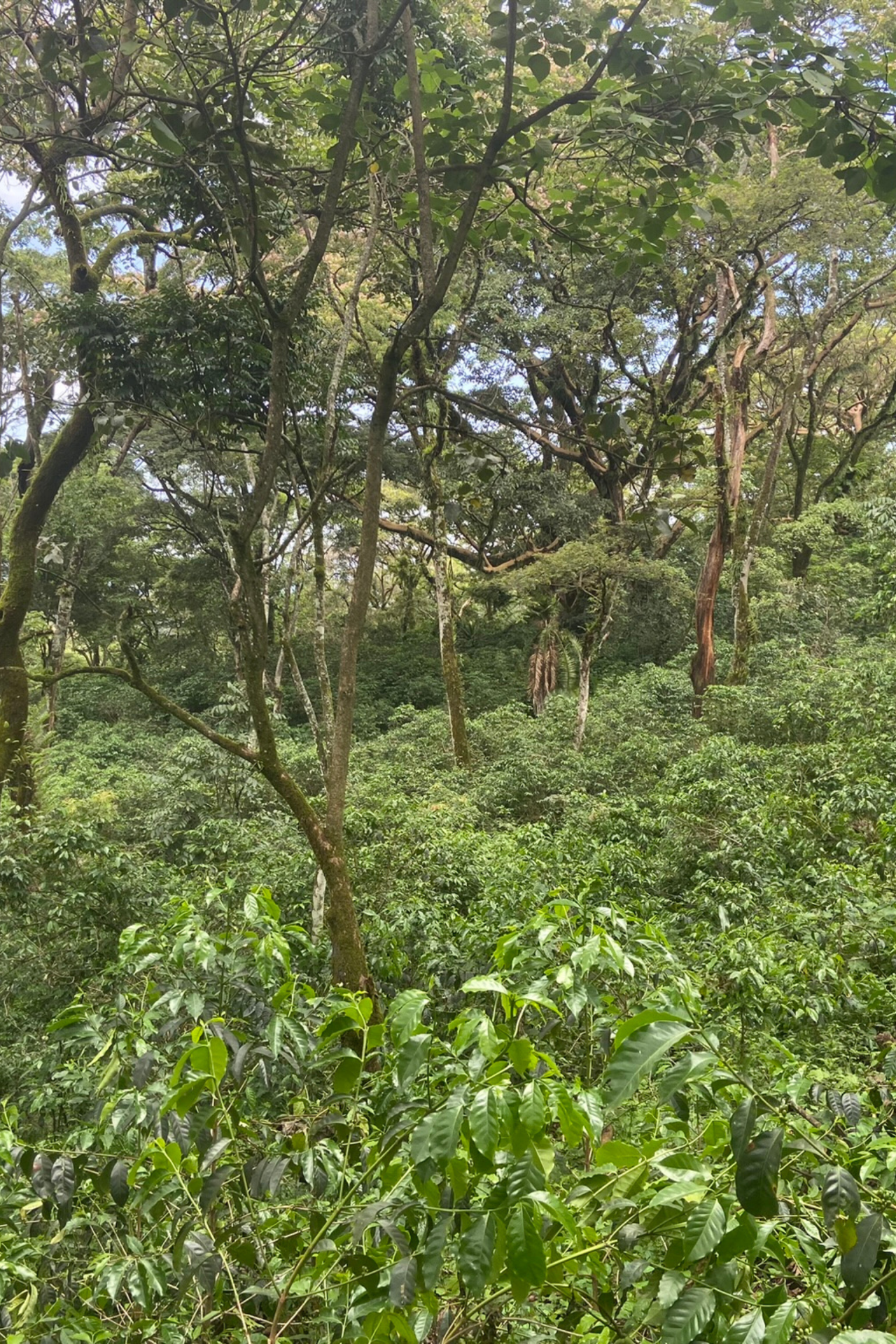 Agroforest Ethiopia