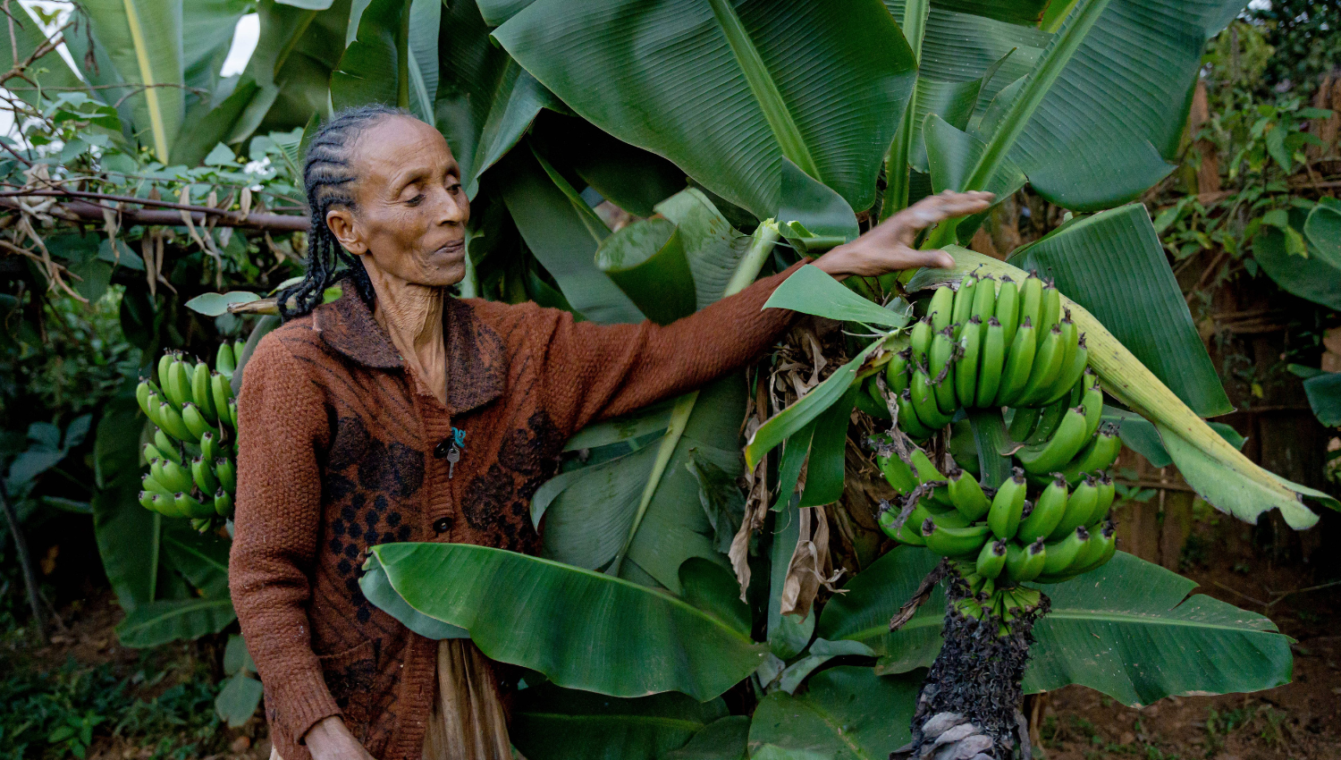 Ethiopia Banana Growing