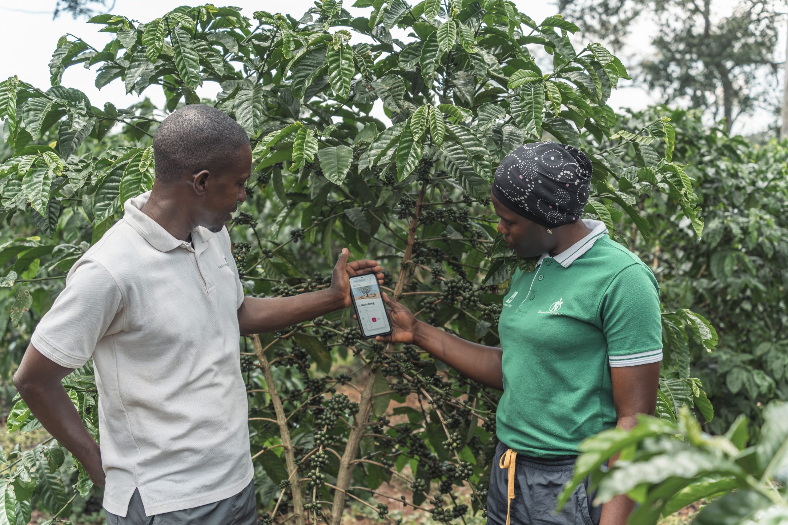 New Collaboration between coffee&climate and CIAT Brings Science-Based Solutions to Smallholder Coffee Farmers